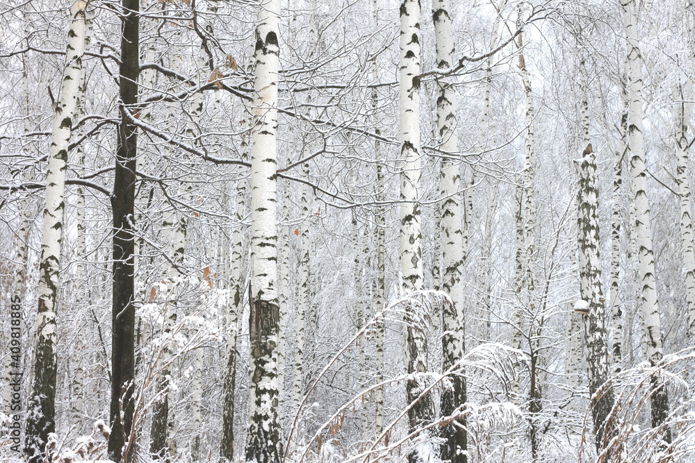 Young birches with black and white birch bark in winter in birch grove against background of other birches Young birches with black and white birch bark in winter in birch grove against background of other birches