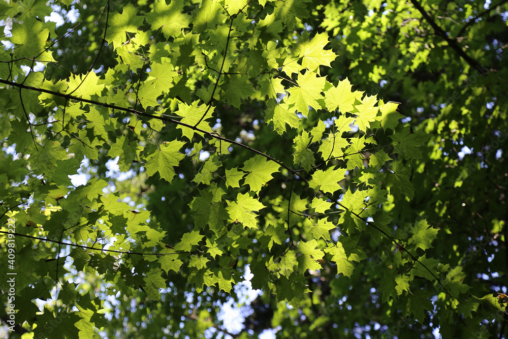 Bright green leaves of maple glowing in sunlight Bright green leaves of maple glowing in sunlight
