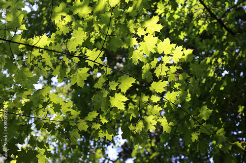 Bright green leaves of maple glowing in sunlight
