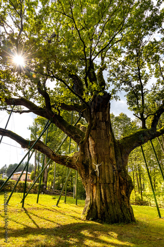 Bartek Oak nature monument, one of oldest oak tree in Poland, aged over 800 years in Swietokrzyskie Mountains village Zagnansk near Kielce in Poland photo