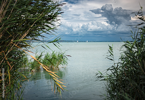 Sailboat with reed and tree...