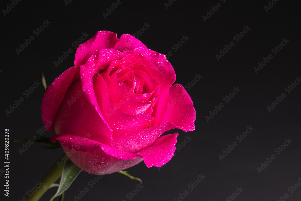 Beautiful pink Rose close up on dark background