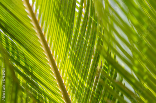 Closeup of the palm tree  natural background