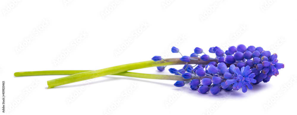 Foto Grape hyacinth flowers