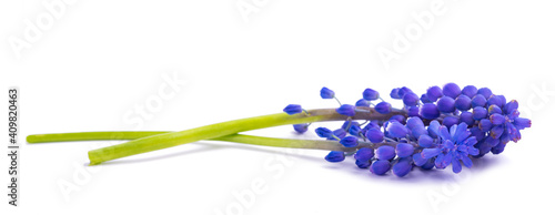 Grape hyacinth flowers