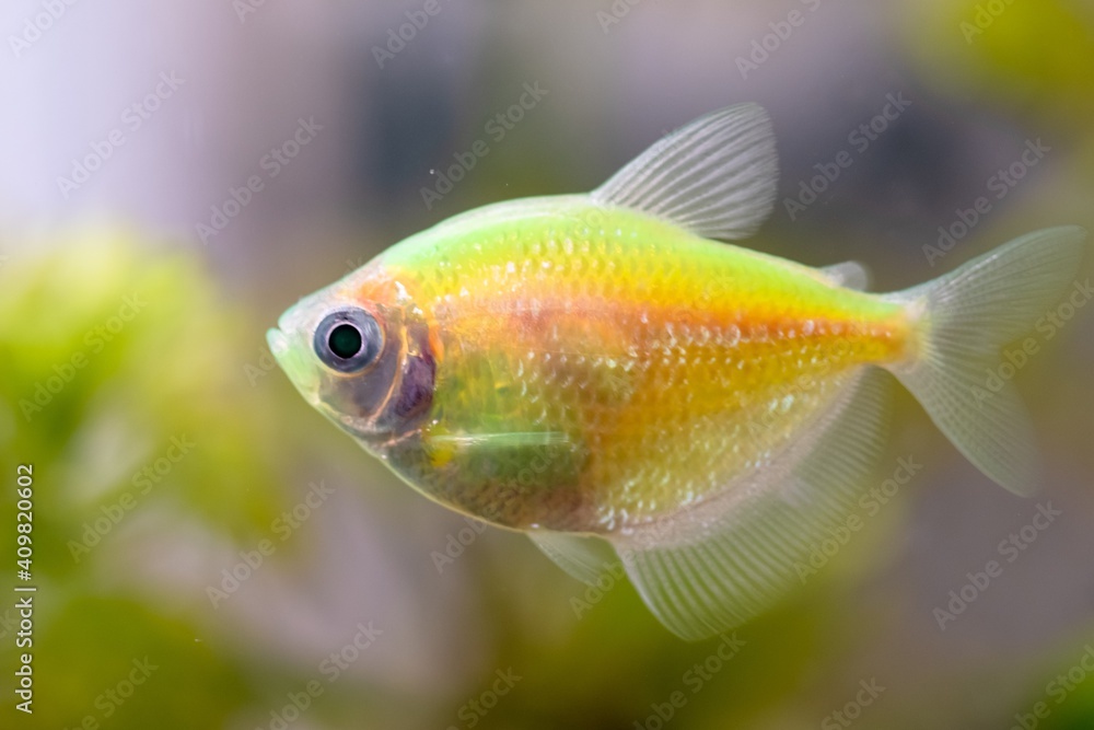 Aquarium nature life water color. goldfish pet Aquarium nature life water color. goldfish pet