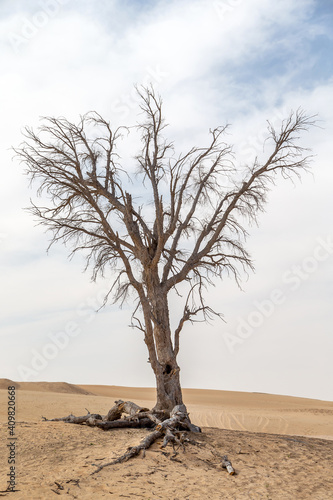 фотографія Dead tree with roots in the desert in UAE