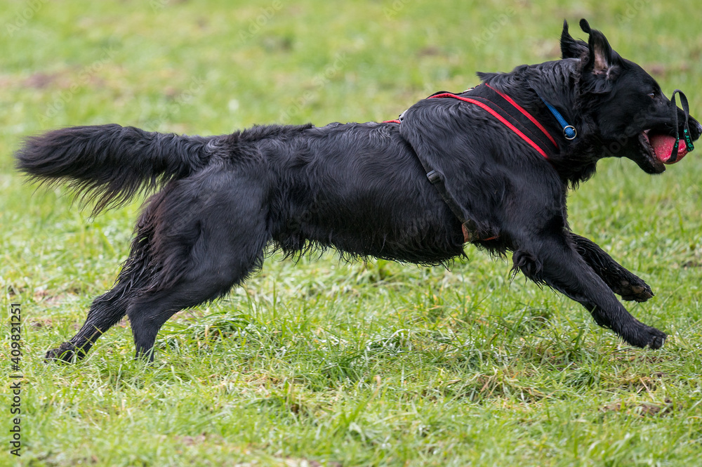 black flatcoated retriever running on grass black flatcoated retriever running on grass