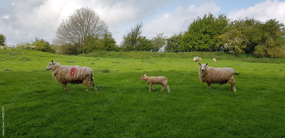 Sheep on a farm in the Cotswold. Sheep on a farm in the Cotswold.