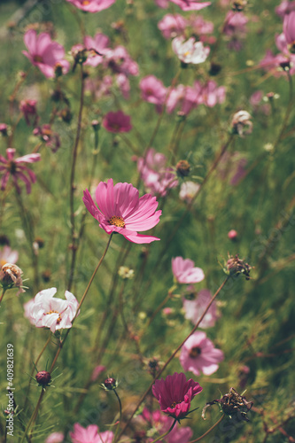 WIld pink flowers in a garden