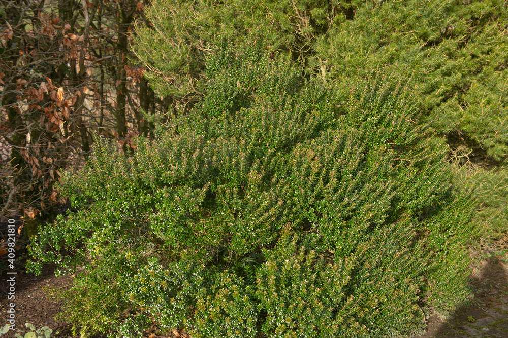 Winter Green Foliage and Pink Flower Buds of the Evergreen Tarentum Myrtle Shrub (Myrtus communis subsp. Tarentina) Growing in a Country Cottage Garden in Rural Devon, England, UK Winter Green Foliage and Pink Flower Buds of the Evergreen Tarentum Myrtle Shrub (Myrtus communis subsp. Tarentina) Growing in a Country Cottage Garden in Rural Devon, England, UK