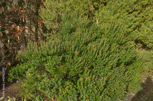 Winter Green Foliage and Pink Flower Buds of the Evergreen Tarentum Myrtle Shrub (Myrtus communis subsp. Tarentina) Growing in a Country Cottage Garden in Rural Devon, England, UK
