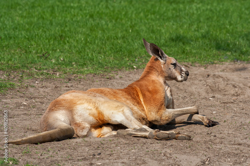 Red Kangaroo On The Ground