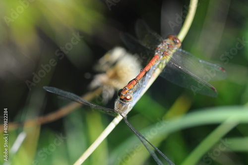 duża ważka na liściu - makro, przybliżenie latającego owada, insekta