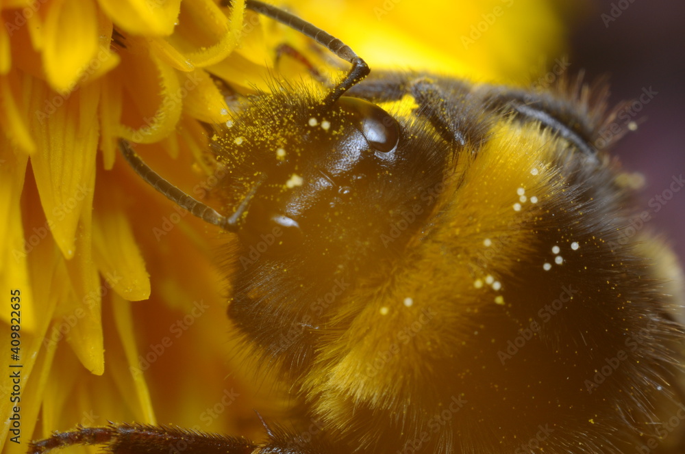 pszczoła makro na kwiatku szukająca pożywienia - nektar, miód z ula - obrazy, fototapety, plakaty 