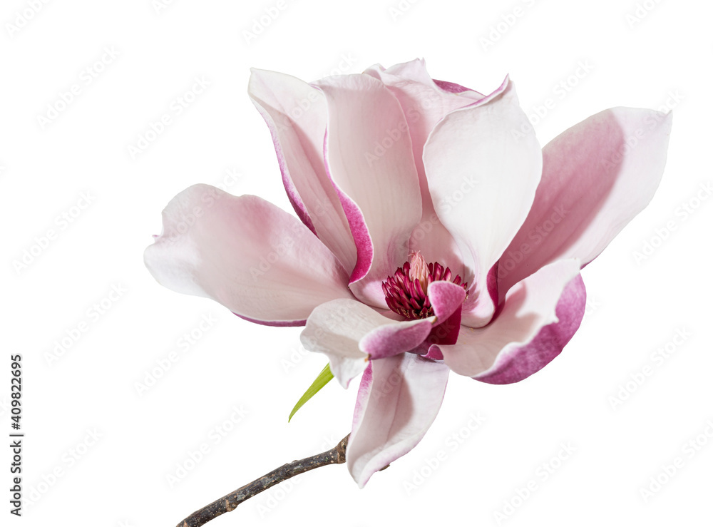 Magnolia liliiflora flower on branch with leaves, Lily magnolia flower isolated on white background, with clipping path