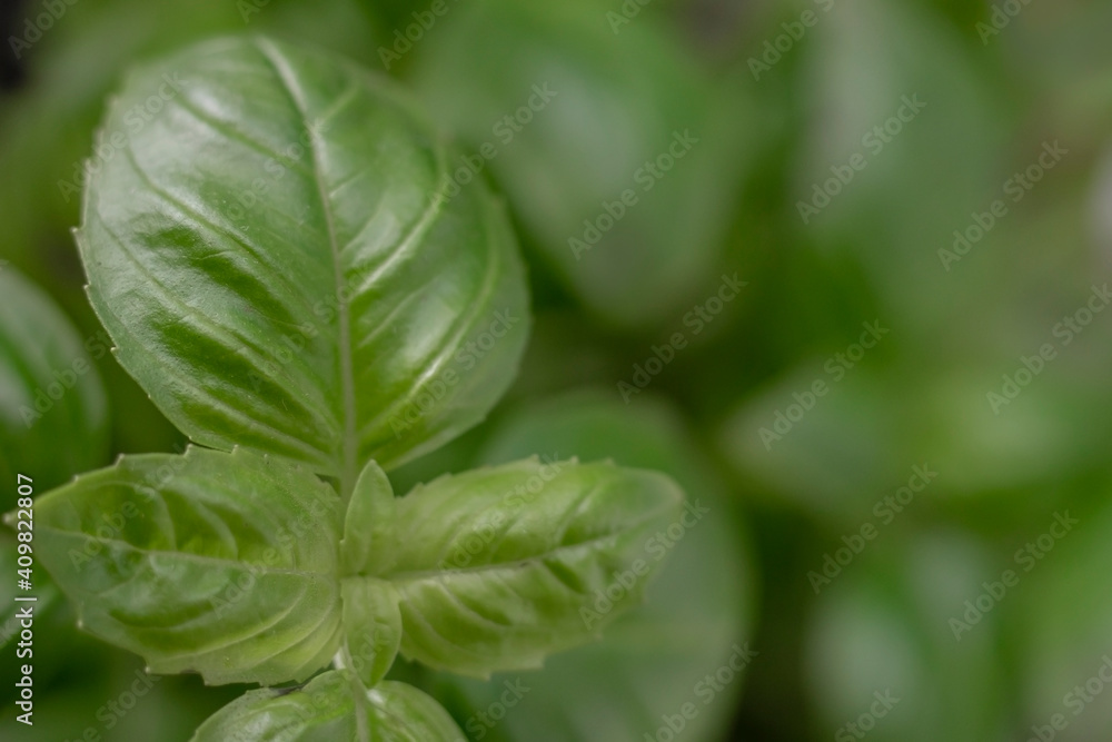 Fresh organic basil leaves,close-up top view, blurred background Fresh organic basil leaves,close-up top view, blurred background