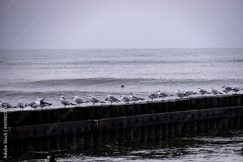 seaside landscape of the Baltic Sea on a calm day with a wooden breakwater and seagulls sitting on it