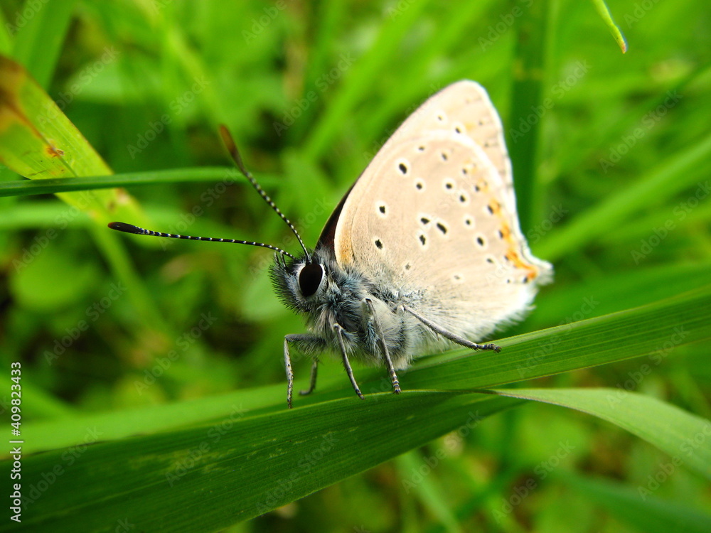 colorful butterfly on the flower, leaf during eat looking for honey from nectar colorful butterfly on the flower, leaf during eat looking for honey from nectar