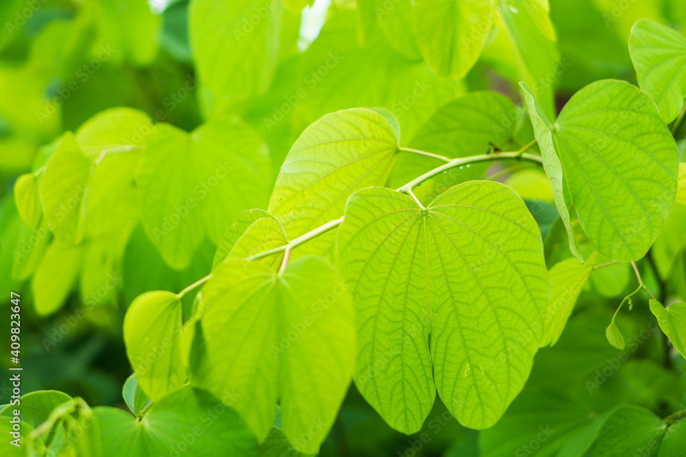  Fresh Bauhinia purpurea bud and leaves.