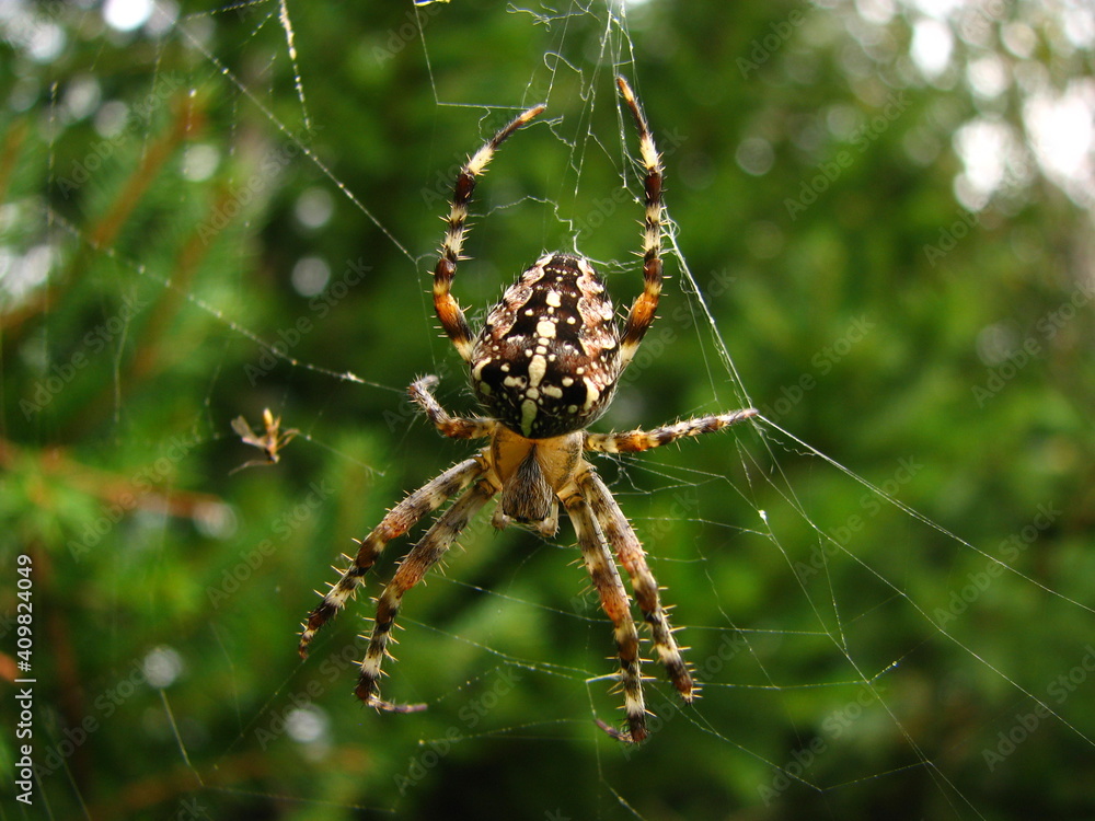 spider web and trap for other insects, small animal - Garden, Cross or Araneus spider spider web and trap for other insects, small animal - Garden, Cross or Araneus spider