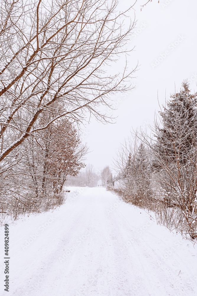 winter natural landscape with snow-covered trees in the forest and a narrow path winter natural landscape with snow-covered trees in the forest and a narrow path