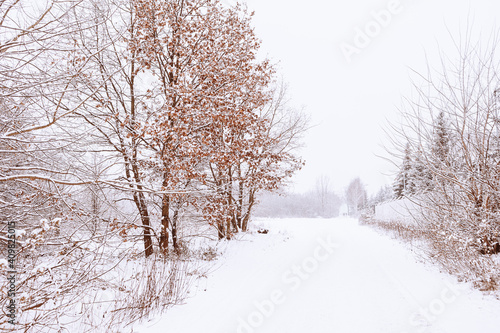  winter natural landscape with snow-covered trees in the forest and a narrow path