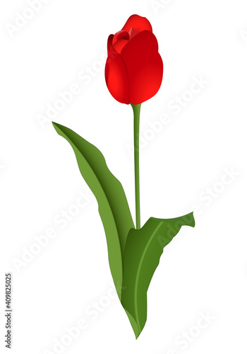 Tulipán rojo con tallo y hojas sobre fondo blanco