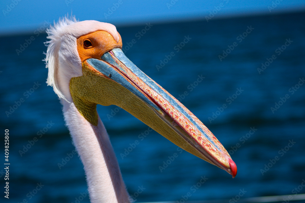 Fototapeta premium close up of a pelican