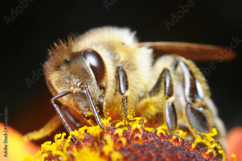 pszczoła, osa lub bąk na kwiatku czerpiący nektar, wytwarzający miód - zdjęcie makro
