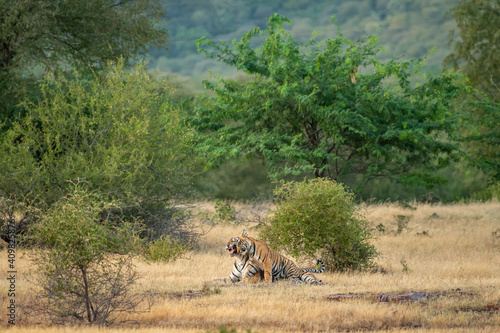 angry mother or female tiger showing anger with her face on playful cub in natural green scenic landscape of ranthambore national park or tiger reserve rajasthan india - panthera tigris tigris