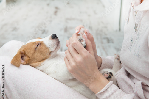 Photography Puppy Jack Russell dog sleeping Terier the hands
