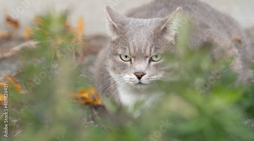 Wallpaper Mural 可愛い猫 Torontodigital.ca