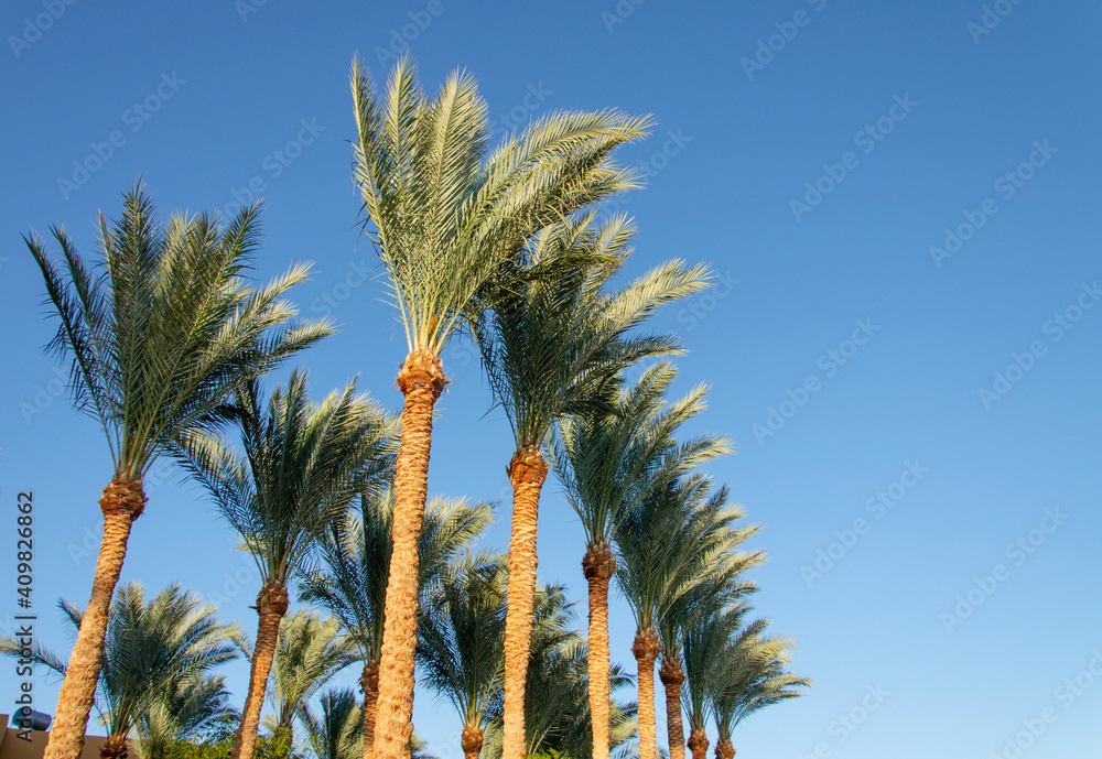Palm trees against blue sky, Palm trees at tropical coast, vintage toned and stylized, coconut tree,summer tree.