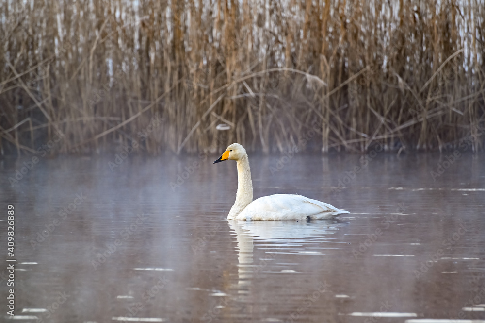 Fototapeta premium whooper swan in misty pond early morning