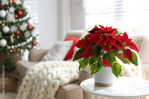 Beautiful poinsettia on white table indoors, space for text. Traditional Christmas flower photo