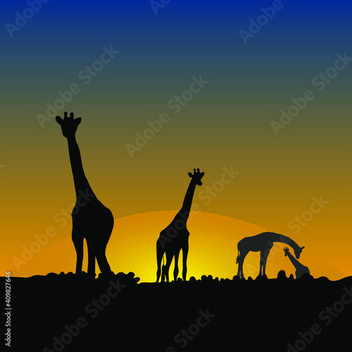Family of giraffes in the African savanna at sunset. Silhouettes of animals . Realistic vector landscape. The nature of Africa. Reserves and national parks. contour vector illustration