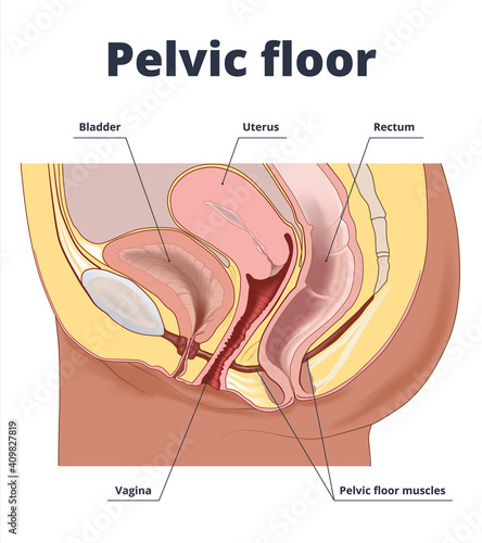 Drawing to show the pelvic floor