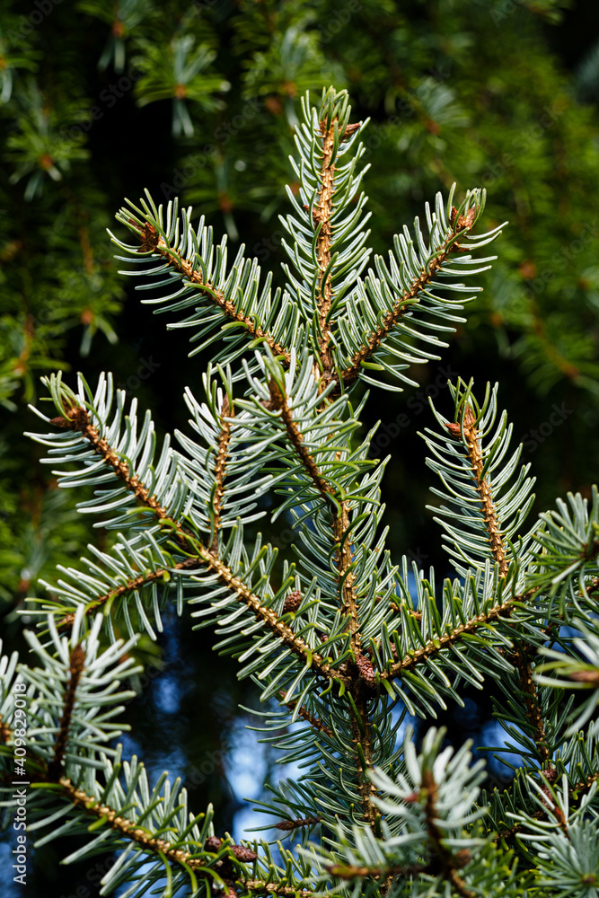 Green lush pine needles on silver spruce.