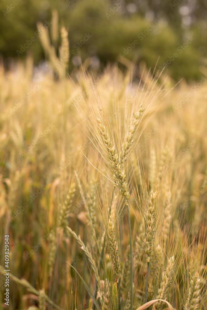 Ripe yellow ears of wheat outdoor, vertical photography Ripe yellow ears of wheat outdoor, vertical photography