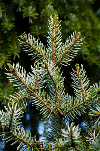 Green lush pine needles on silver spruce.