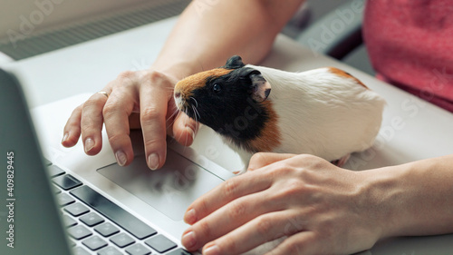 Woman working with laptop and little guinea pig sitting near her photo