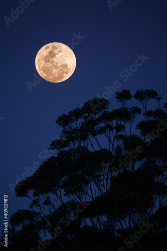 full moon with silhouette of eucalyptus trees