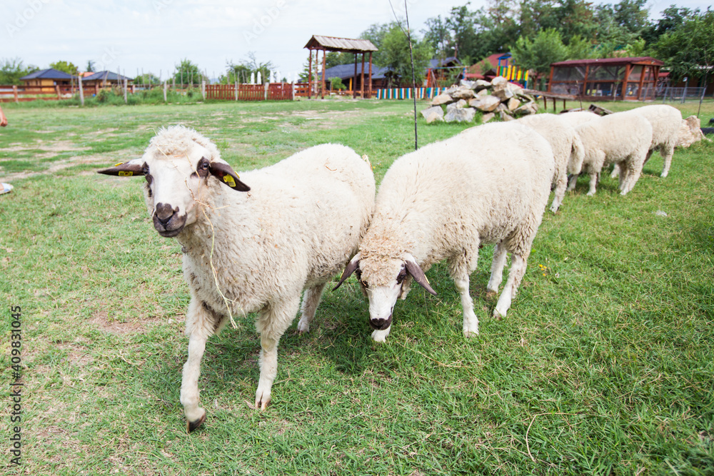 Obraz premium Flock of sheep at animal farm