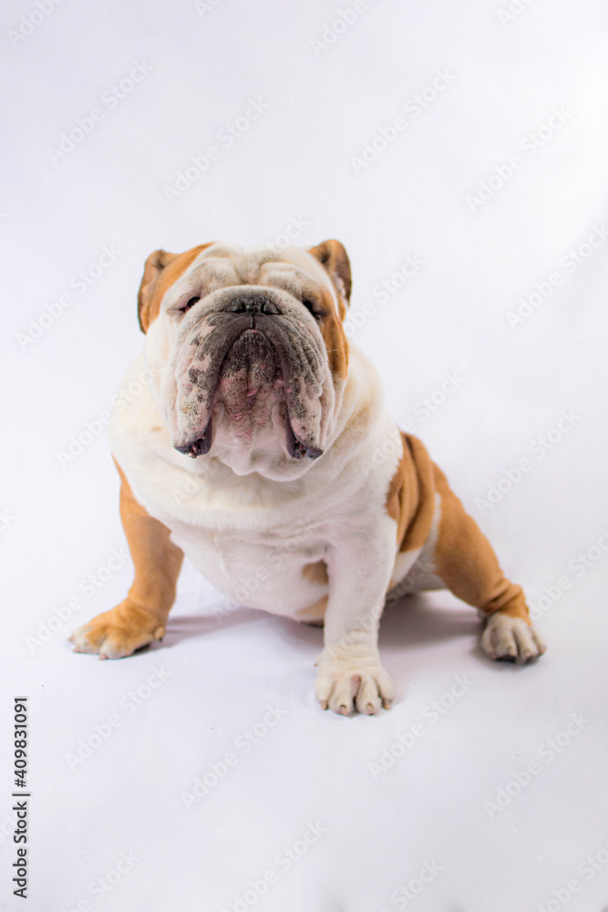 Fototapeta premium PERROS Y MASCOTAS