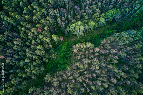 aerial of Australian eucalyptus tree forest and ephemeral river