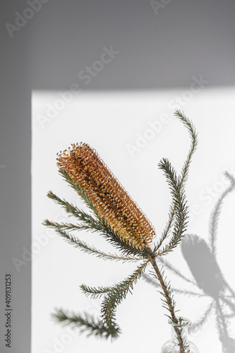 single banksia Australian native gold flower with shadow