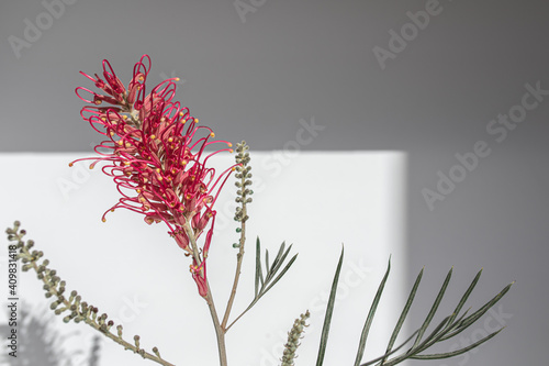Single Grevillea Australian native red flower with shadow