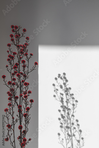 Australian native red ball plant with flora and shadow