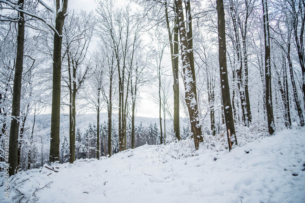 Trees in winter landscape branchec blue sky Trees in winter landscape branchec blue sky